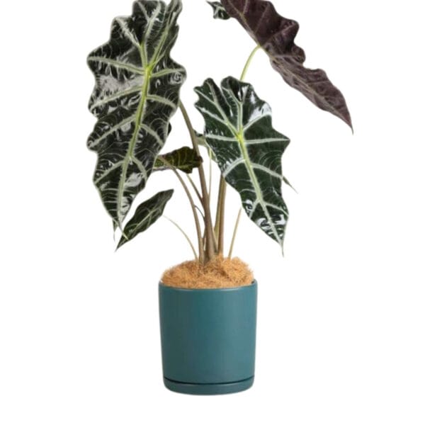 green serenity plant