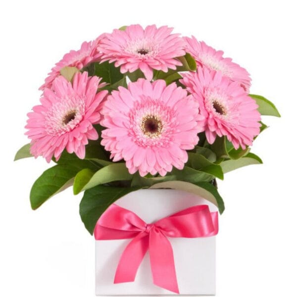 pink gerbera box arrangement – fresh seasonal blooms