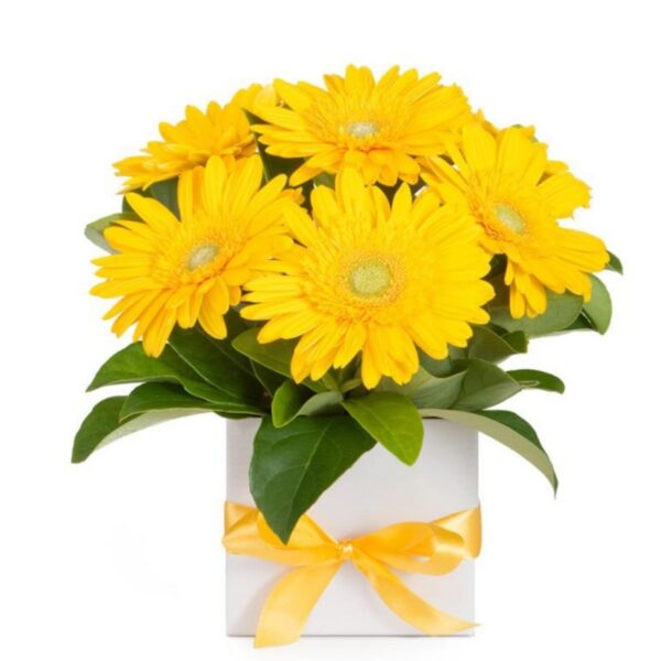 sunny yellow gerbera box arrangement – fresh seasonal blooms
